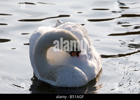 Höckerschwan im Sonnenschein putzen Stockfoto