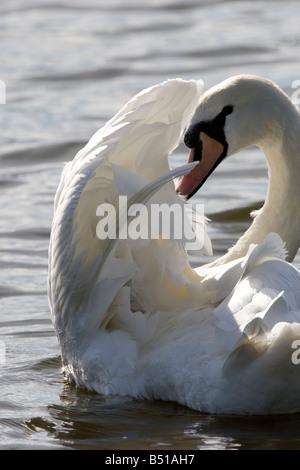 Höckerschwan im Sonnenschein putzen Stockfoto