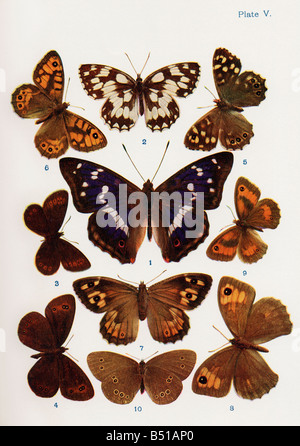 Verschiedene Arten von Schmetterlingen Stockfoto