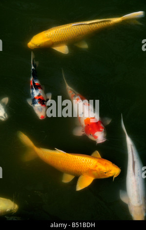 Farbige und goldene Koi-Karpfen, Japan 3/4 Stockfoto