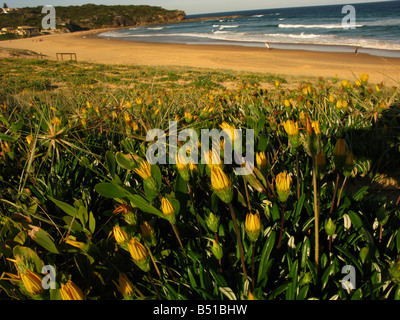 Am Strand Vegetation Curl Curl Sydney Australien Stockfoto