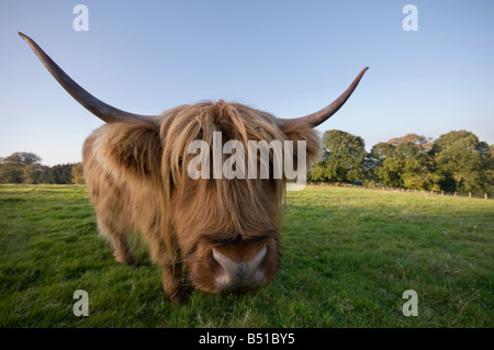 Der Interessent Kuh? Stockfoto