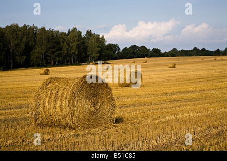 Heuballen im gemähten Bereich Polen Stockfoto