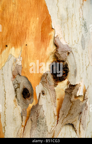 Eukalyptus-Baum-Rinde Stockfoto