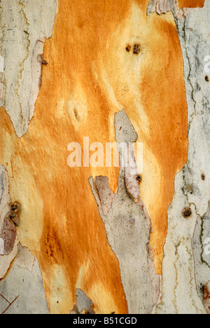 Eukalyptus-Baum-Rinde Stockfoto