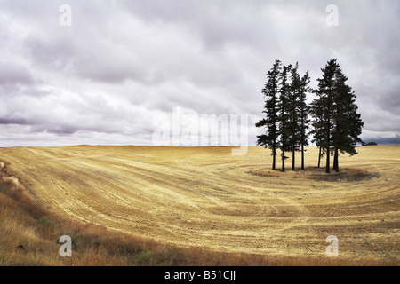 Riesiges Feld im Bundesstaat Montana nach einer Ernte. Weitere Fotos der Herbst Felder von Montana sehen in meinem portfolio Stockfoto