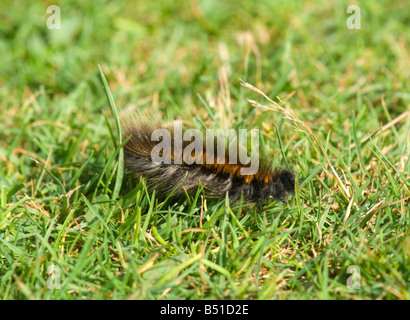 Fox Moth Caterpillar New Forest Hampshire UK Stockfoto