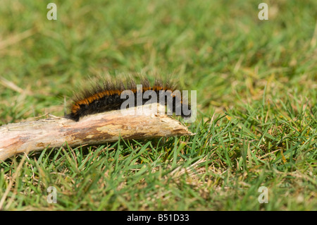 Fox Moth Caterpillar New Forest Hampshire UK Stockfoto