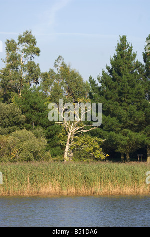 See und Röhrichten Wald neu Hampshire UK Stockfoto