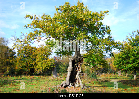 Beschnitten Buche Bäume im Herbst, Burnham Beeches, Burnham, Buckinghamshire, England, Vereinigtes Königreich Stockfoto