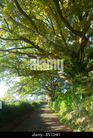 Country Lane Surrey UK Stockfoto