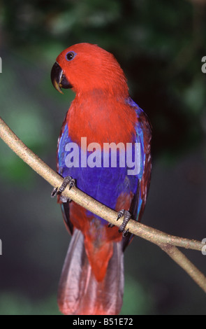 Eine weibliche Edelpapagei sitzt auf einem Ast Stockfoto