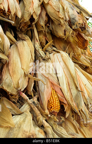 Mais Maiskolben Zea Mays Trocknung auf Rack für Futtermittel Stockfoto