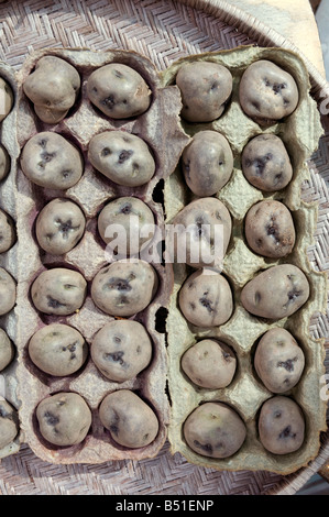 Saatkartoffeln als Chitted vor der Pflanzung mit einem Eierkarton, die getrennt zu halten Stockfoto