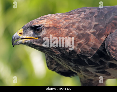 Europäische oder Mäusebussard (Buteo Buteo), UK Stockfoto