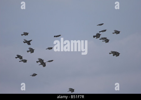 Alpenkrähe Schule, Ardnave Punkt, Islay Stockfoto