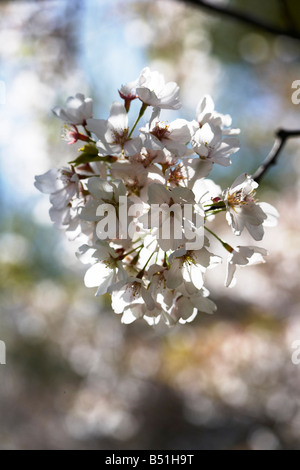 Baum blüht im Frühjahr, Toronto, Ontario, Kanada Stockfoto