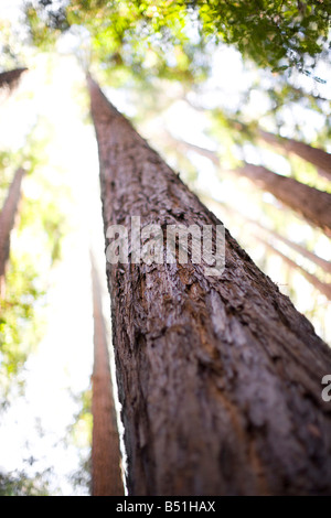 Blickte zu Coast Redwood Tree, Mill Valley, Marin County, Kalifornien, USA Stockfoto