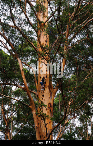 Die Gloucester Kletterbaum, Gloucester National Park, Western Australia, Australien Stockfoto