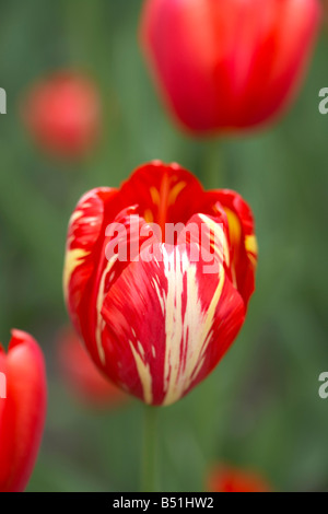 Rot bunt Tulpe, Ottawa, Ontario, Kanada Stockfoto