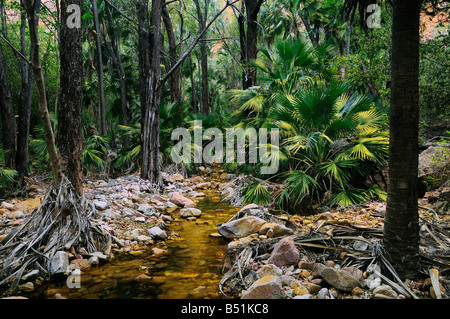 Livistona Palmen, El Questro Gorge, Kimberley, Western Australia, Australien Stockfoto