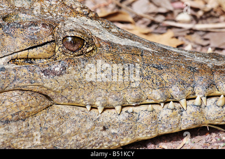 Nahaufnahme von Süßwasser Krokodil, Northern Territory, Australien Stockfoto