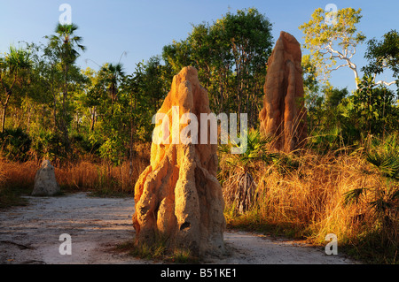 Magnetic Termite Mounds, Litchfield Nationalpark, Northern Territory, Australien Stockfoto