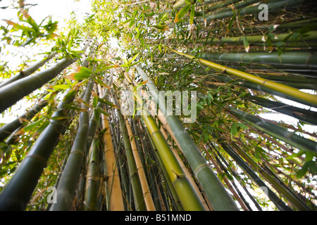 Riesenbambus, Long Beach, Kalifornien, USA Stockfoto