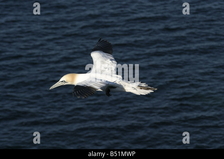 Basstölpel im Flug, Bassana Sula, fliegen Stockfoto