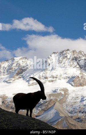 Steinbock als Silhouette gegen ein Gebirge Stockfoto