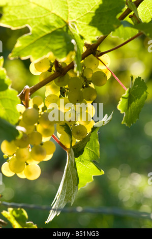 reife Trauben im Weinberg im Neckartal in Baden-Württemberg in Deutschland Stockfoto
