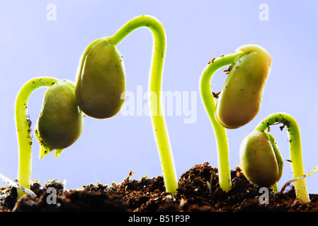 Reihe von Bean Pflanzen sprießen Stockfoto