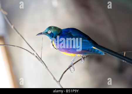 Königliche Starling Stockfoto