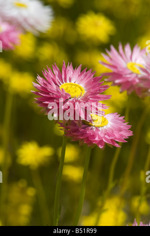 West Australian Wildflower Radenthe chlorecephala Stockfoto