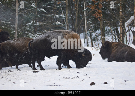 Bison auf Nahrungssuche im Schnee, Parc Omega, Montebello, Quebec, Kanada Stockfoto