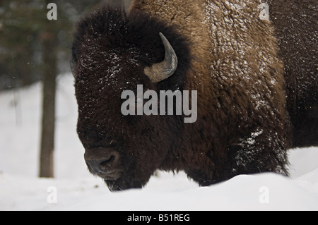 Bisons im Winter, Parc Omega in Montebello, Quebec, Kanada Stockfoto