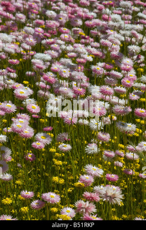 West Australian Wildflower Radenthe chlorecephala Stockfoto