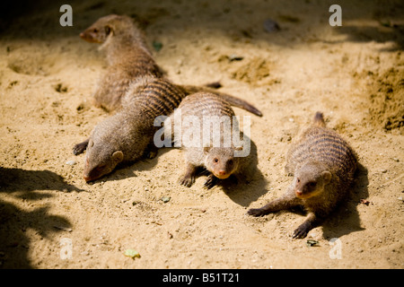 Zebramangusten Mungos mungo Stockfoto