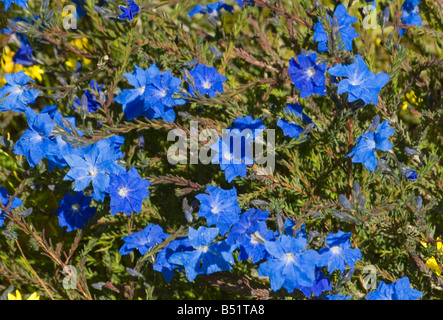 West Australian Wildflower blau Laschenaultia Stockfoto