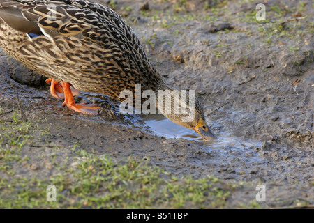 Stockente Anas Platyrhynchos einziges erwachsenes Weibchen trinken aus schlammigen Pfütze genommen Januar Welney Norfolk UK Stockfoto
