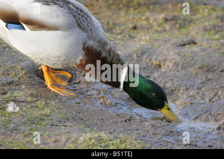 Stockente Anas Platyrhynchos einzelne Männchen trinken aus schlammigen Pfütze genommen Januar Welney Norfolk UK Stockfoto