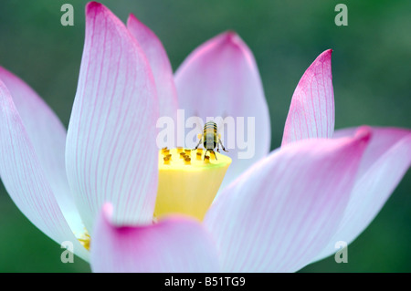 Eine blühende Lotusblume und Biene Stockfoto