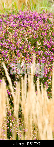 Teppich von Blumen an der Côtes d ' Armor im Finistère in der Bretagne in Frankreich Stockfoto