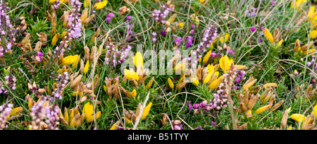 Teppich von Blumen an der Côtes d ' Armor im Finistère in der Bretagne in Frankreich Stockfoto