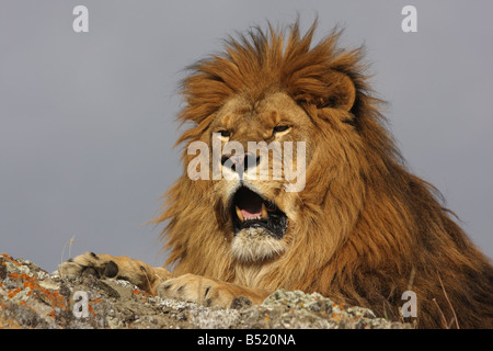 Lion Stockfoto