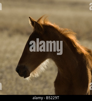 Namibia-Namib Wüste Pferd wildes Tier Afrika Stockfoto