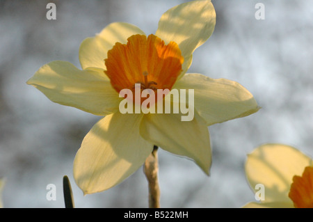 Gelbe und Orange Narzisse Stockfoto