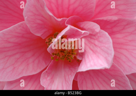 Rosa camellia Stockfoto