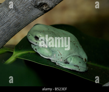 A weiße Treefrog sitzt auf einem Ast unter einem Baum Stockfoto