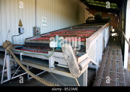 Cranberry Sortiermaschine in Bala gesehen ist die Cranberry Capital of Ontario Kanada Stockfoto